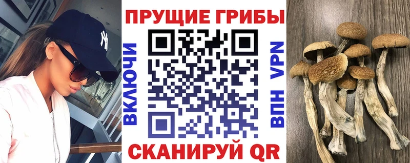Псилоцибиновые грибы ЛСД  купить наркотик  Ростов-на-Дону 